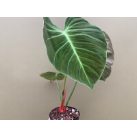 Philodendron spec. El Choco Red L