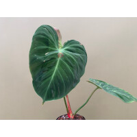 Philodendron spec. El Choco Red L