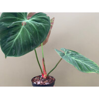 Philodendron spec. El Choco Red L