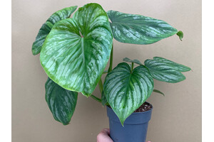 Philodendron mamei M