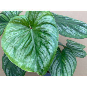 Philodendron mamei M