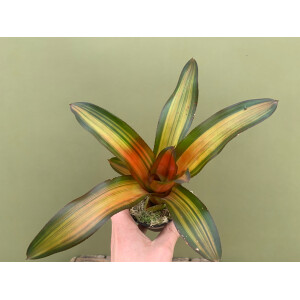 Neoregelia fred