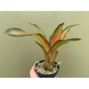 Neoregelia fred