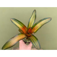 Neoregelia fred