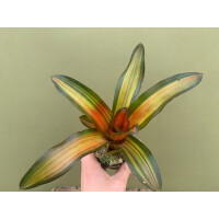 Neoregelia fred