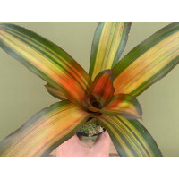 Neoregelia fred