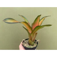 Neoregelia fred