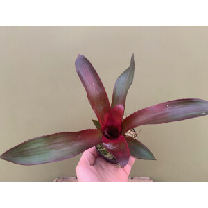 Neoregelia lila