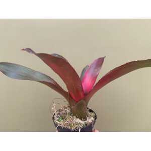 Neoregelia lila