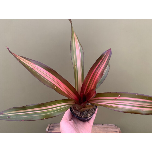 fargesia rufa wächst nicht Bambus Fargesia robusta Pingwu nicht wuchernd immergrün 80cm 23cm für main image 1
