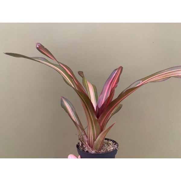 zimmerpalme drachenbaum Drachenbaum 'Lemon Lime' | kaufen main image 0