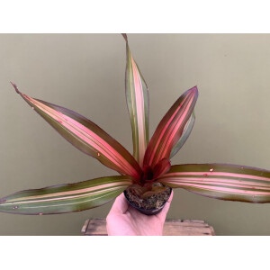 Neoregelia pink striped