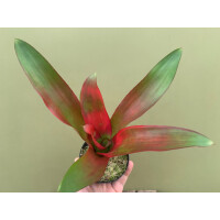 Neoregelia purple