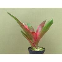 Neoregelia purple