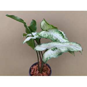 Syngonium podophyllum Three Kings