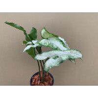 Syngonium podophyllum Three Kings