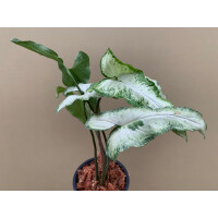 Syngonium podophyllum Three Kings