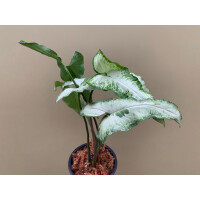 Syngonium podophyllum Three Kings