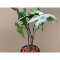 Syngonium podophyllum Three Kings