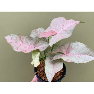 Syngonium Pink Spot