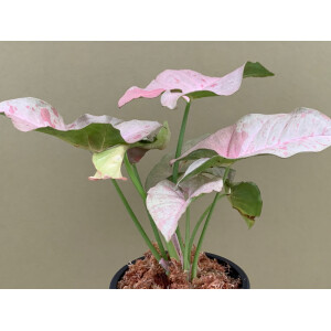 Syngonium Pink Spot