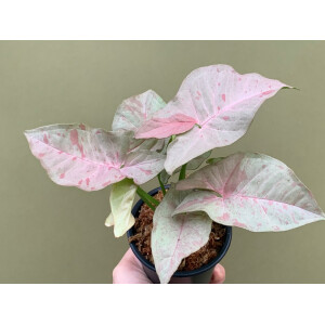 Syngonium Pink Spot