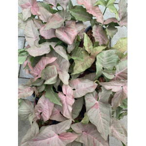 Syngonium Pink Spot