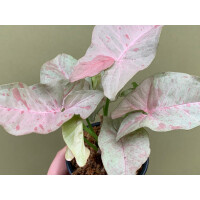 Syngonium Pink Spot