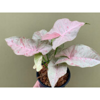 Syngonium Pink Spot