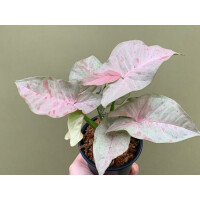 Syngonium Pink Spot