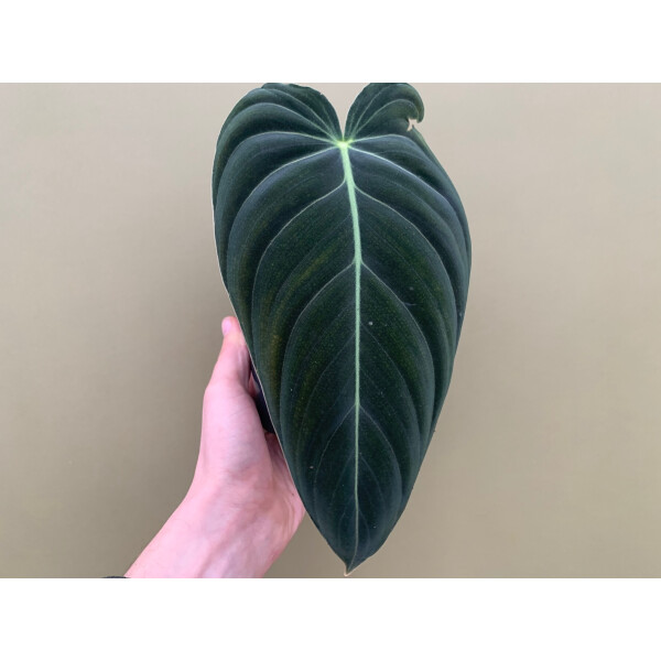 Philodendron melanochrysum XL Blatt
