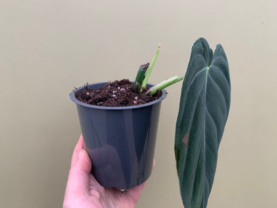 Philodendron melanochrysum XL Blatt