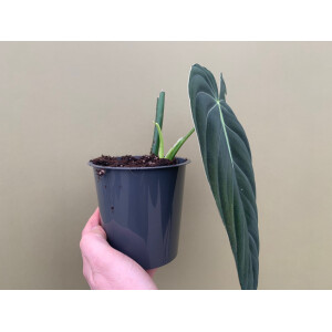 Philodendron melanochrysum XL Blatt