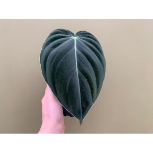 Philodendron melanochrysum XL Blatt