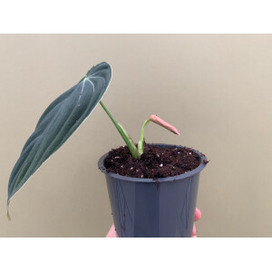 Philodendron melanochrysum XL Blatt