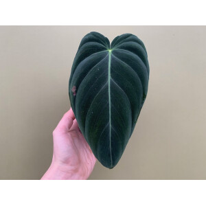 Philodendron melanochrysum XL Blatt