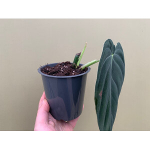 Philodendron melanochrysum XL Blatt