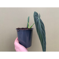 Philodendron melanochrysum XL Blatt