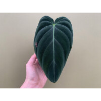 Philodendron melanochrysum XL Blatt