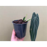 Philodendron melanochrysum XL Blatt