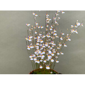 Utricularia blanchetii