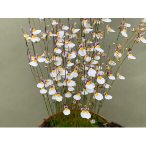 Utricularia blanchetii