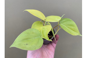 Philodendron scandens Lemon Lime Babyplant