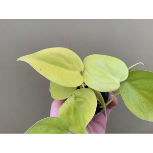 Philodendron scandens Lemon Lime Babyplant