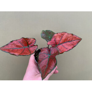 Caladium bicolor red Babyplant