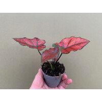 Caladium bicolor red Babyplant