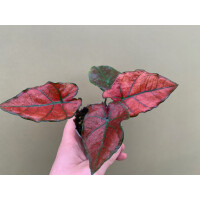 Caladium bicolor red Babyplant