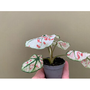 Caladium bicolor white Babyplant