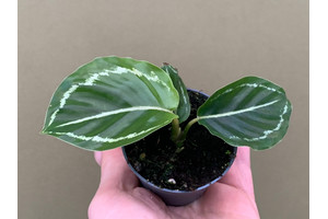 Calathea roseoptica green Babyplant
