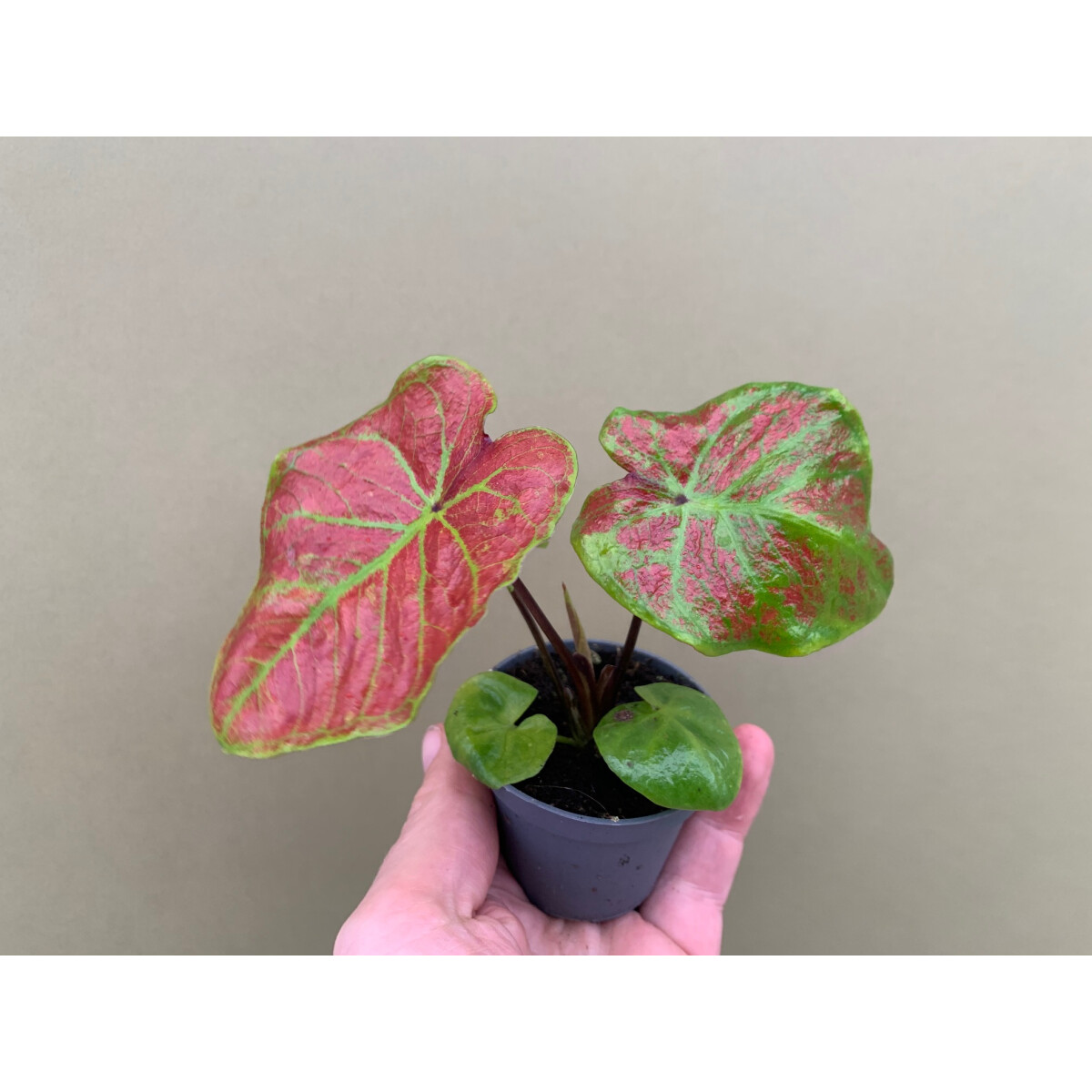 Caladium bicolor birkin Babyplant